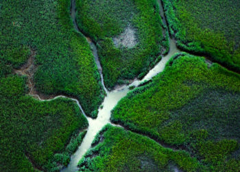 Marshland in savannah georgia.